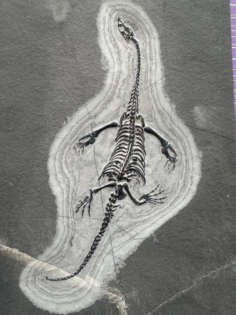 Reptilfossil: Keichousaurus – Trias - Tierfossil - Keichousaurus (Ohne mindestpreis) #2.1