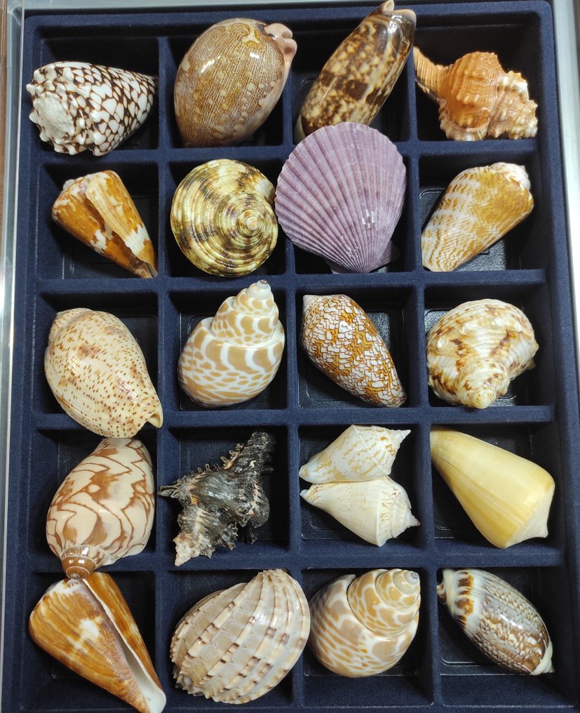 Miatiske skjell-samling Råd- 620 g - (21) #1.0