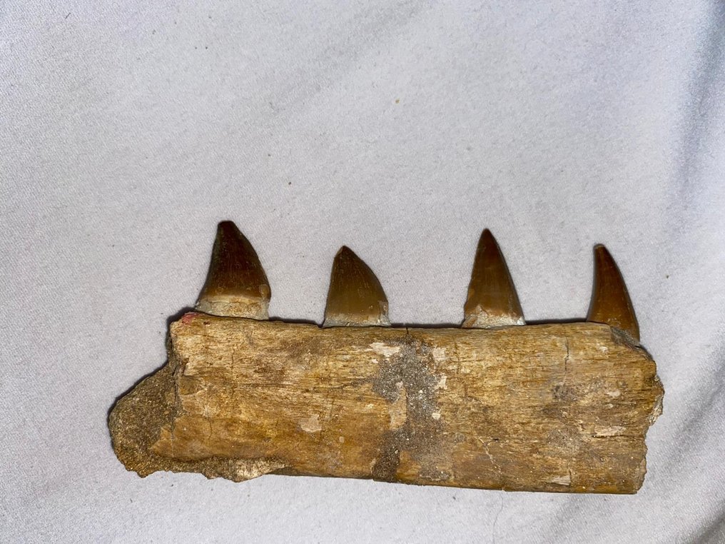 化石下颚 - 牙齒化石 - mosasaur - 14 cm  (沒有保留價) #1.0