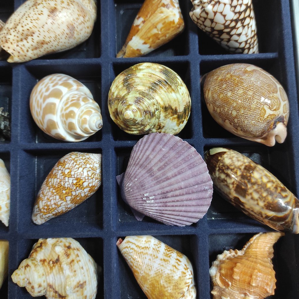 Miatiske skjell-samling Råd- 620 g - (21) #3.2