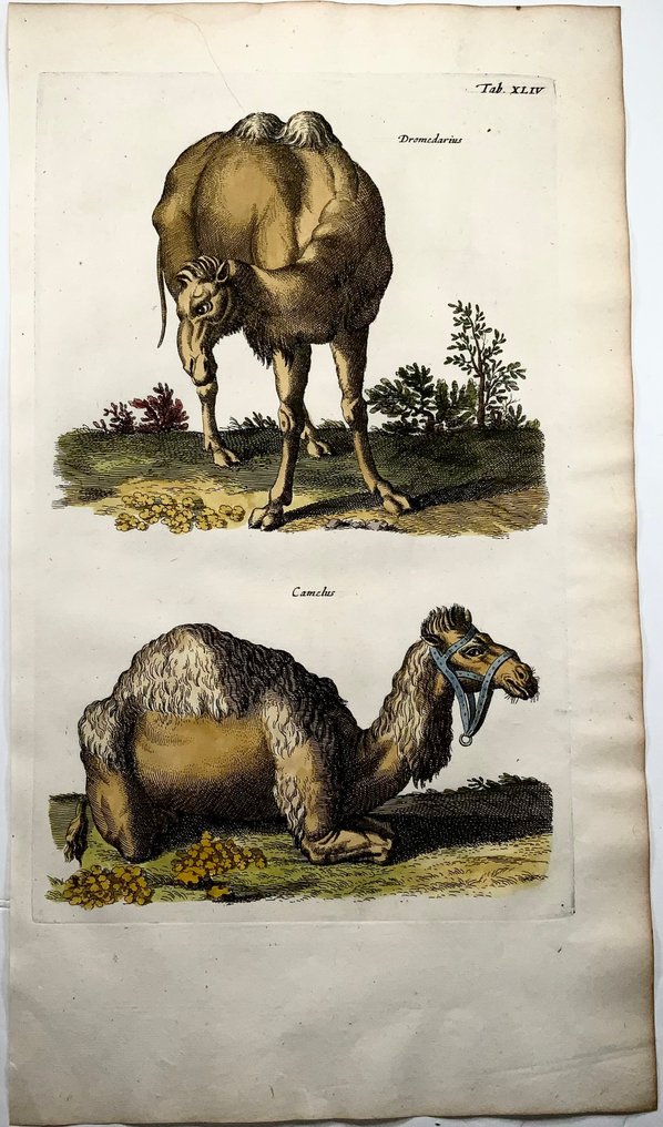 Matthäus Merian (1593-1650) - hand coloured folio, Dromedary Camel, Mammal - 1657 #2.1