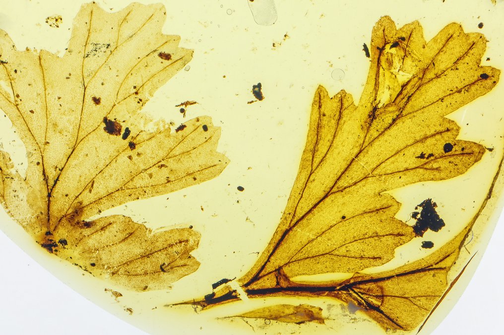 Burmese Amber - Liście - 18 mm - B #1.0