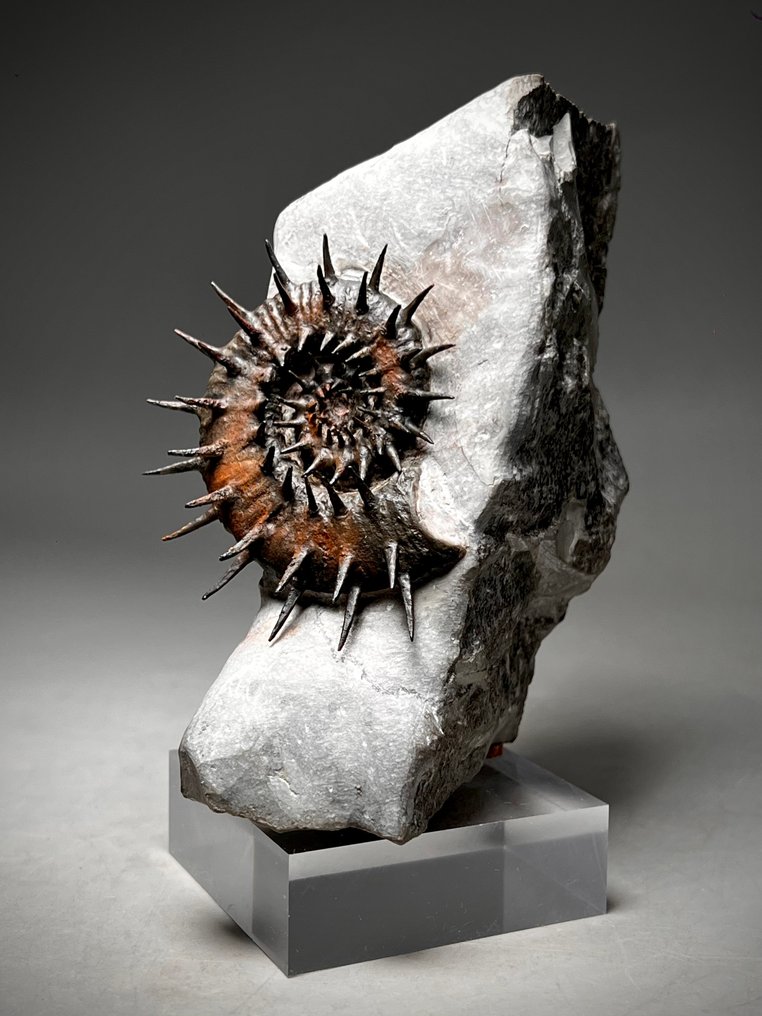 带基质的刺状异形菊石 - 动物化石 - Crioceratites majoricensis #1.0