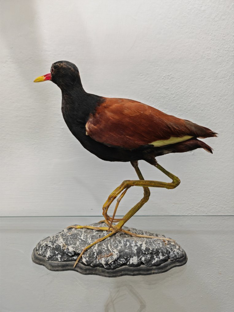 Wattled jacana Taksidermi fuld kropsmontering - Jacana jacana - 30 cm - 18 cm - 20 cm - 1 #2.1