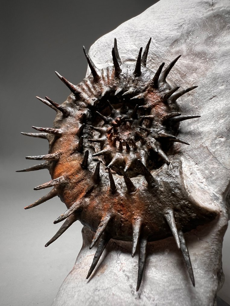 带基质的刺状异形菊石 - 动物化石 - Crioceratites majoricensis #3.2