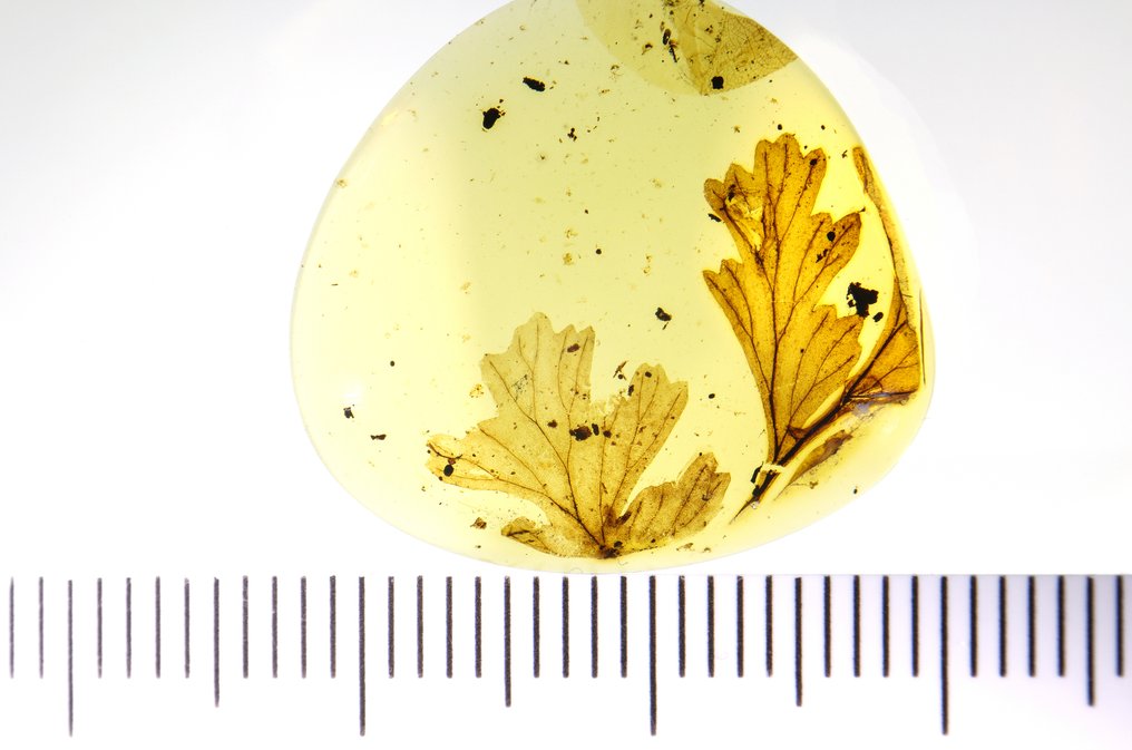 Burmese Amber - Liście - 18 mm - B #3.2