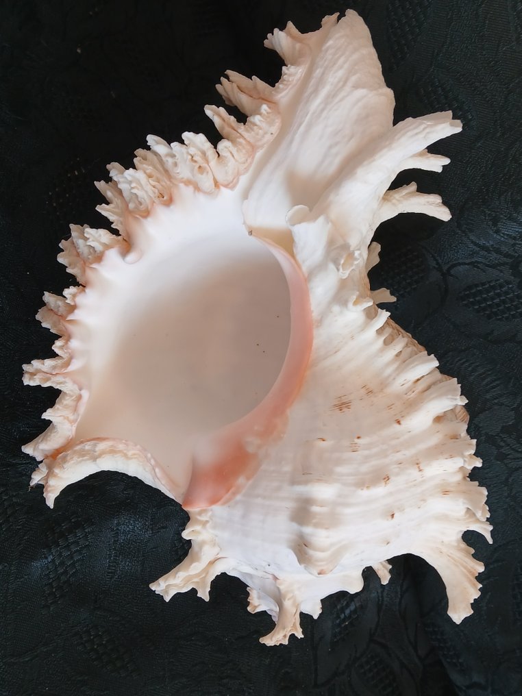 珊瑚 貝殼 - Murex Ramosus  (沒有保留價) #1.0