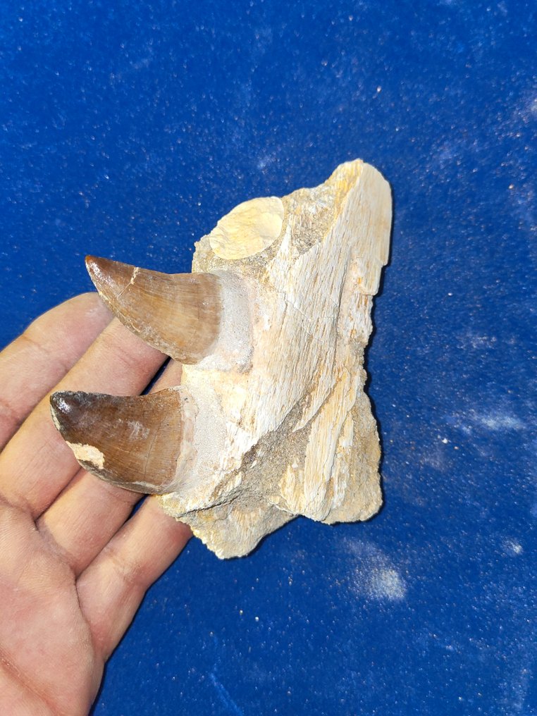 Mosasaur - Fossil tand - dant mosasaure #1.0