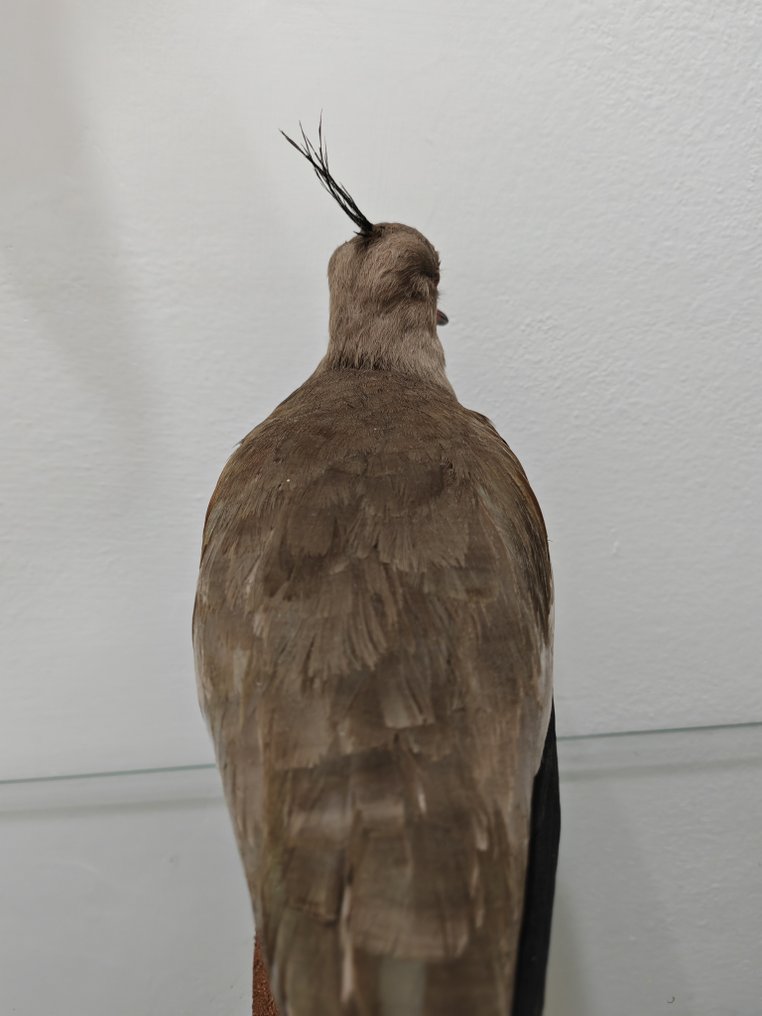 Pavoncella del Cile 標本全身支架 - Vanellus chilensis - 39 cm - 19 cm - 25 cm - 1 #3.2