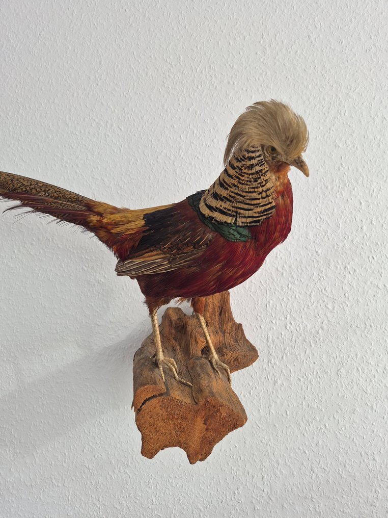 色彩绚丽的金色雉鸡 动物标本剥制全身支架 - Chrysolophus pictus - 30 cm - 9 cm - 85 cm #1.0