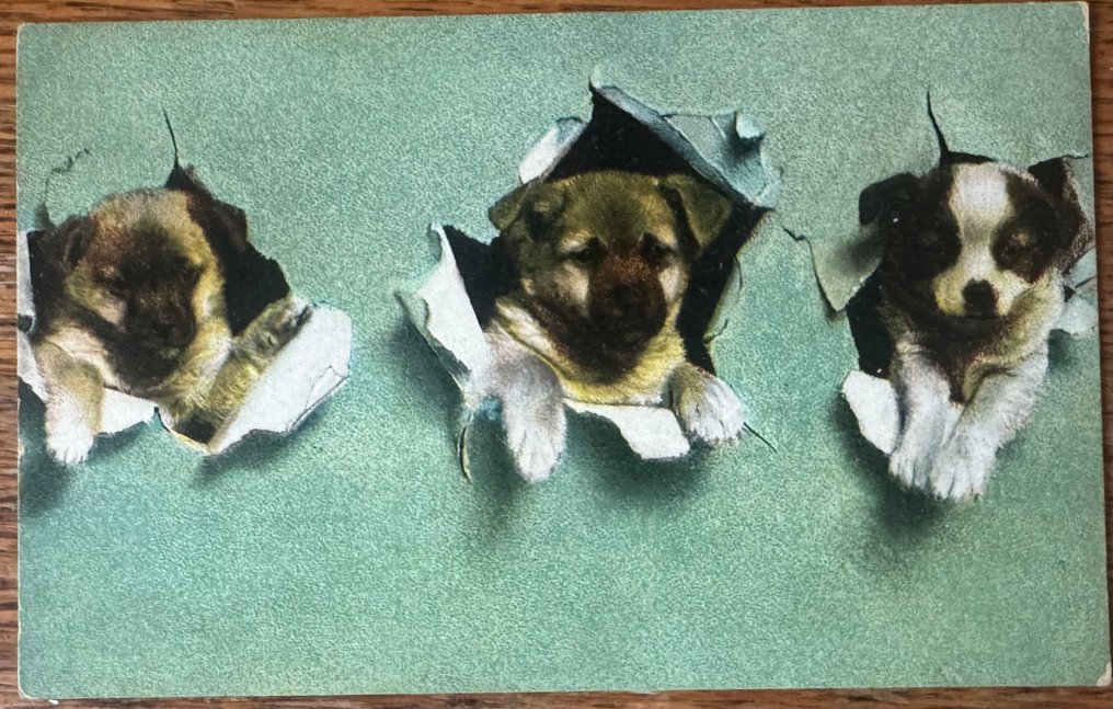 al câinelui - Carte poștală (57) - 1900-1950 #3.2