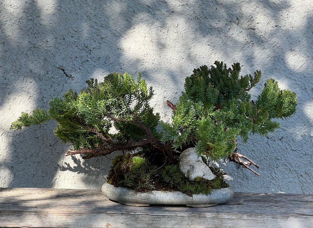 Juniper bonsai (Juniperus) - Height (Tree): 8 cm - Depth (Tree): 34 cm - Japan #2.1