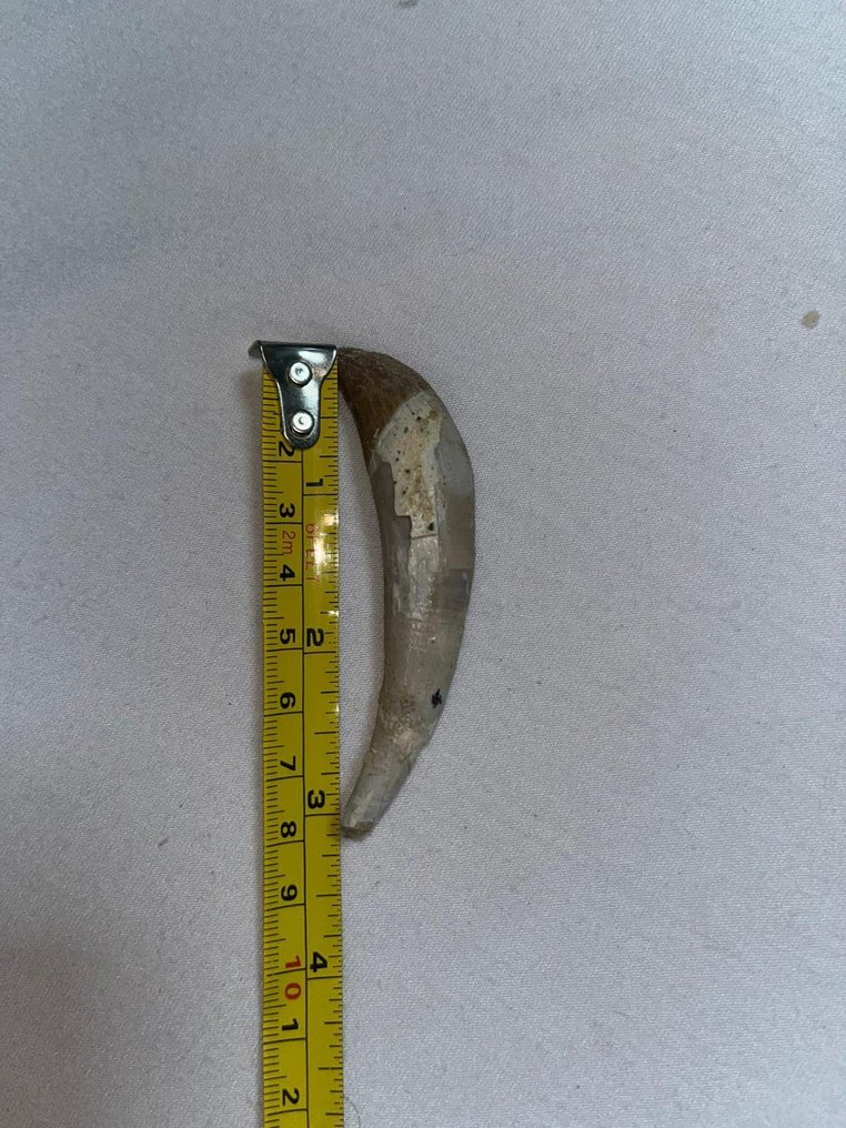 牙齒化石 - Basilosaur & Plesiosaur - 8 cm - 2 cm  (沒有保留價) #3.2