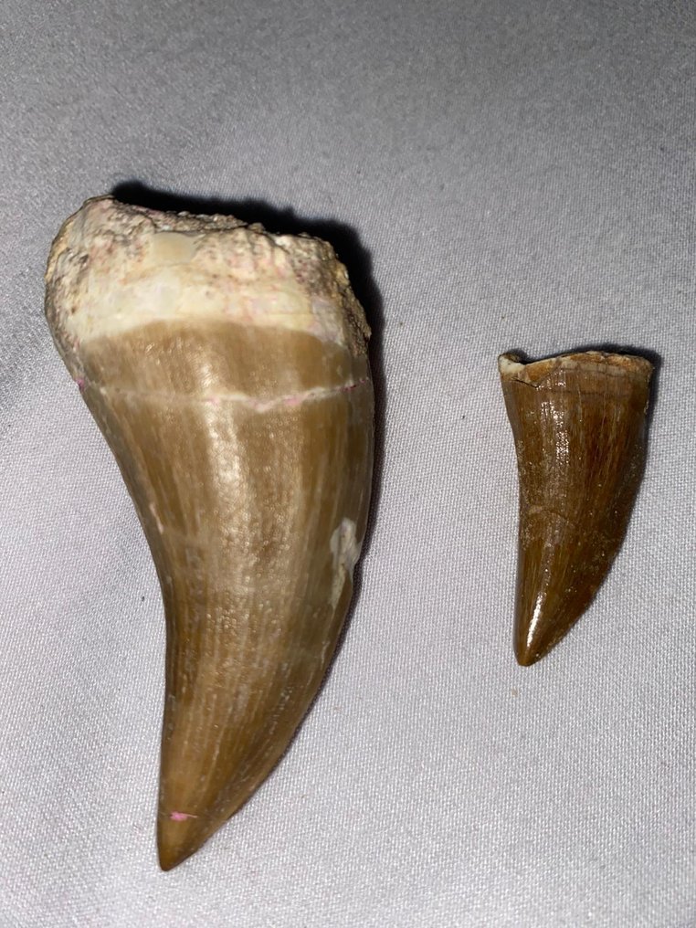 化石牙齿 - 牙齒化石 - Mosasaurus - 6.5 cm - 3 cm  (沒有保留價) #1.0