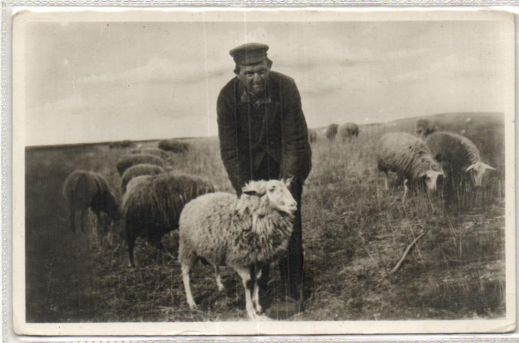 Netherlands - Sheep - Most Dutch - e.g., Veluwe, Texel, - including Sheep Hut, Shepherds, Heath - Postcard (76) - 1900-1960 #1.0