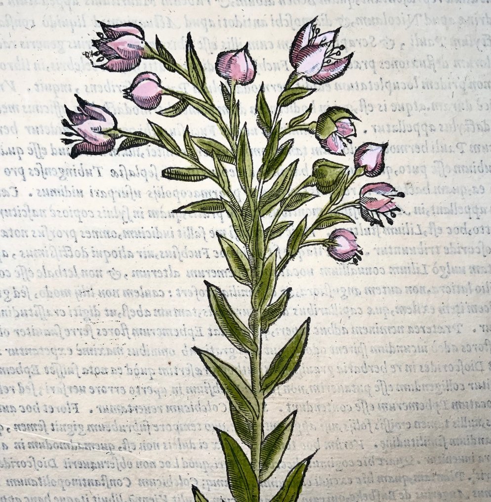 Giorgio Liberale; W. Meyerpeck - Folio, large woodcut, Botany: Loosestrife [Lysimachia ephemerum] - 1565 #1.0