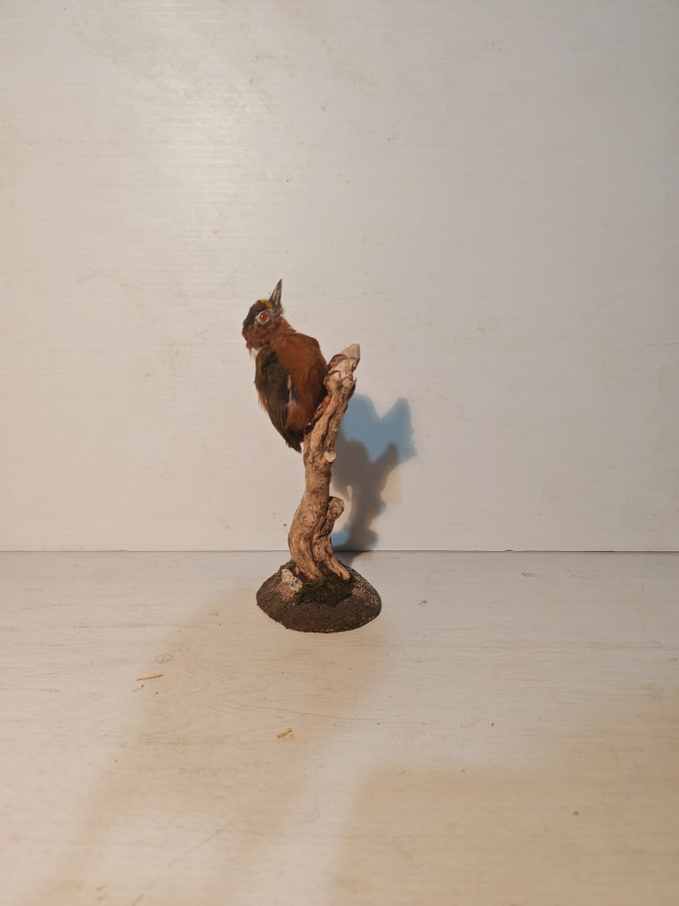 白褐色啄木鸟 动物标本剥制全身支架 - Sasia ochracea - 16 cm - 10 cm - 11 cm - 1 #4.3
