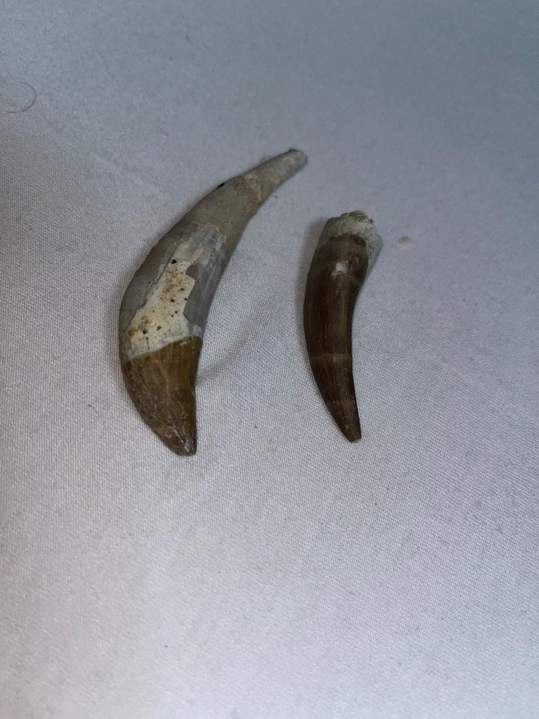 牙齒化石 - Basilosaur & Plesiosaur - 8 cm - 2 cm  (沒有保留價) #2.1