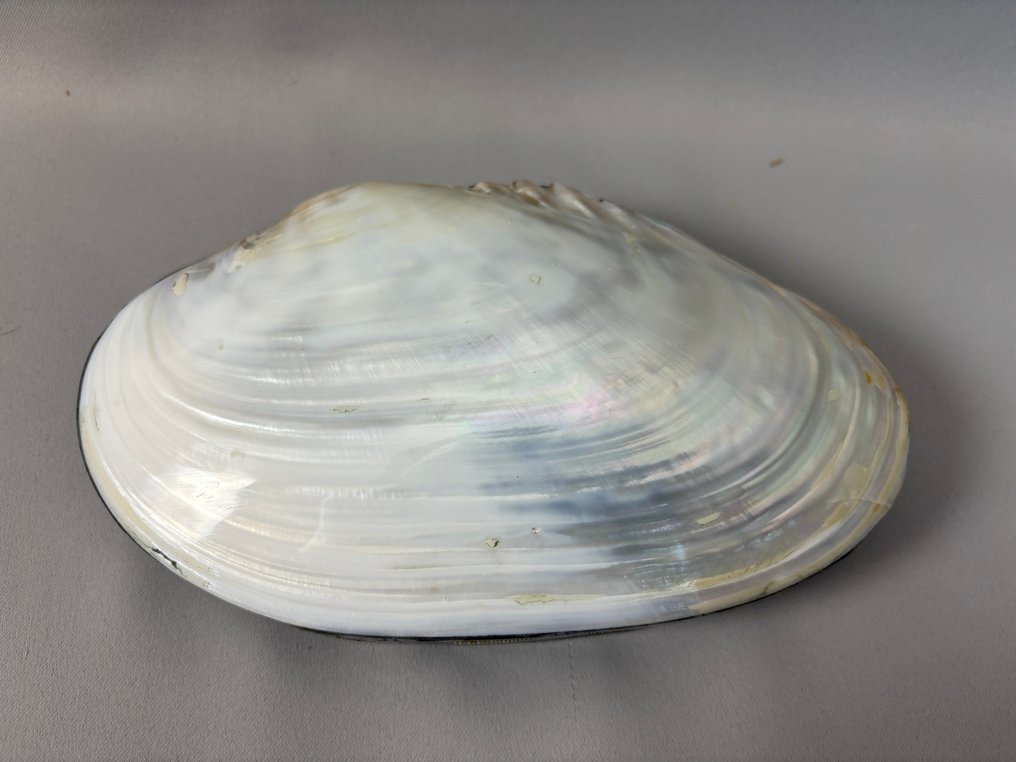 geen merk - sieradendoosjes van schelpen - Smykkeetui #2.1