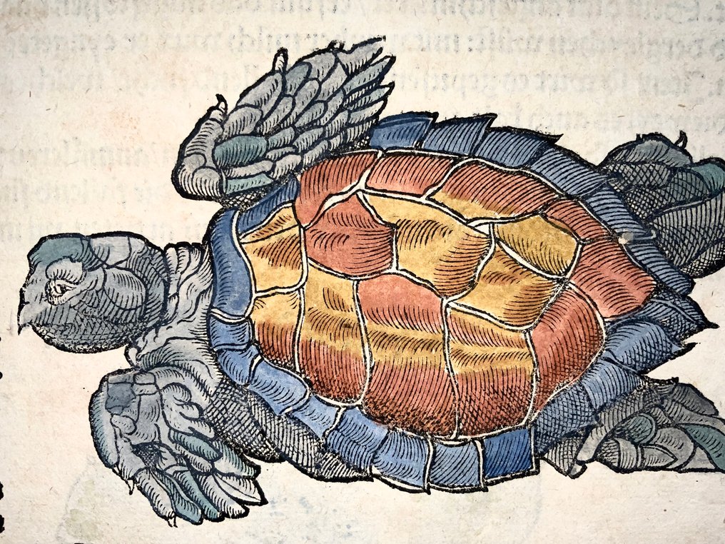 Conrad Gesner (1516-1565) Fish: Sea Turtles - Folio with 2 woodcuts - 1563 #3.2