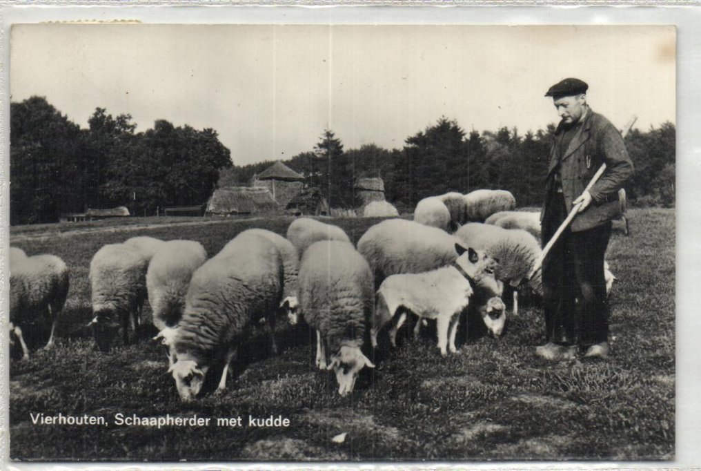 Netherlands - Sheep - Most Dutch - e.g., Veluwe, Texel, - including Sheep Hut, Shepherds, Heath - Postcard (76) - 1900-1960 #4.3