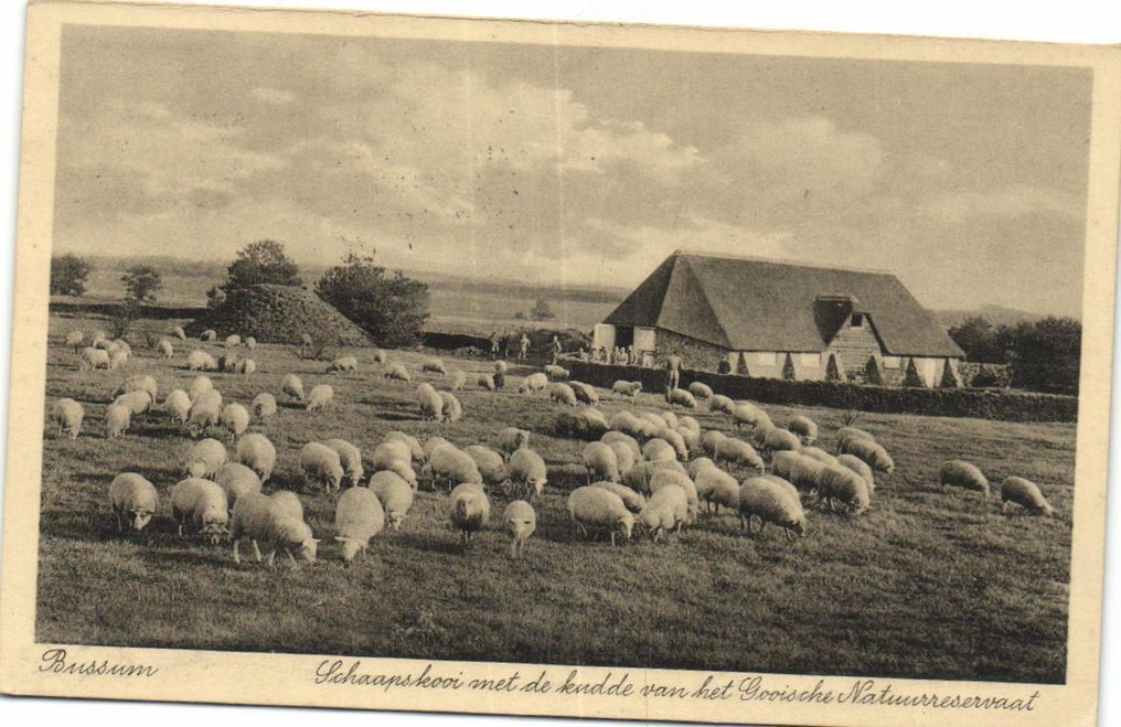 Netherlands - Sheep - Most Dutch - e.g., Veluwe, Texel, - including Sheep Hut, Shepherds, Heath - Postcard (76) - 1900-1960 #2.1