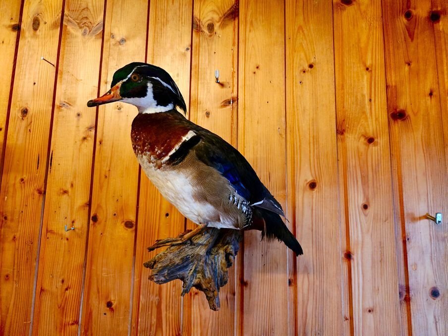 鴨 標本全身支架 - Aix - 40 cm - 40 cm - 20 cm - 非《瀕臨絕種野生動植物國際貿易公約》物種 - 1 #1.0