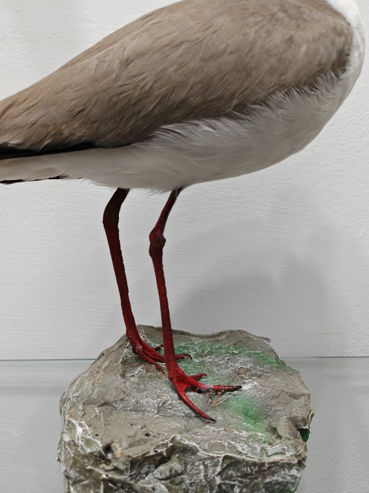 澳大利亚的戴面具的孔雀幼鸟 动物标本剥制全身支架 - Vanellus milles - 35 cm - 20 cm - 24 cm - 1 #2.1