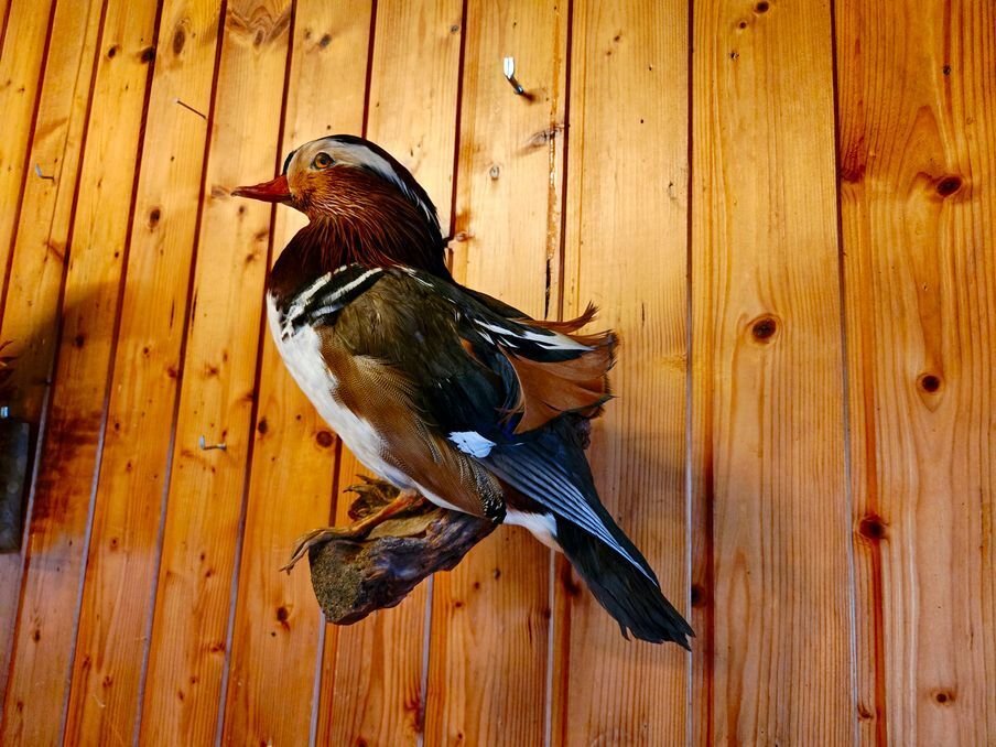 鴨 標本全身支架 - Anseriformes - 40 cm - 40 cm - 20 cm - 非《瀕臨絕種野生動植物國際貿易公約》物種 - 1 #3.2