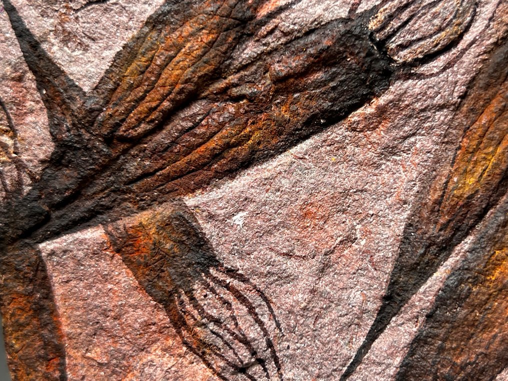 美丽的外星般的化石 - 七个标本 - mortality plate化石 - Ascocystites - Eocrinoids #4.3