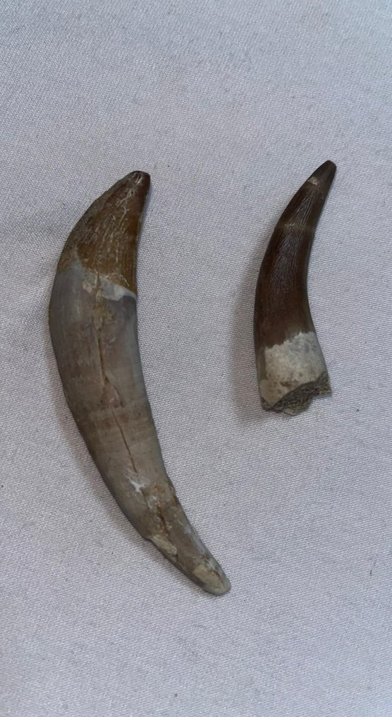 牙齒化石 - Basilosaur & Plesiosaur - 8 cm - 2 cm  (沒有保留價) #1.0