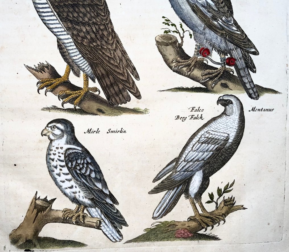 Matthäus Merian (1593-1650) - hand coloured folio: Falcons, Birds of Prey - 1657 #3.2