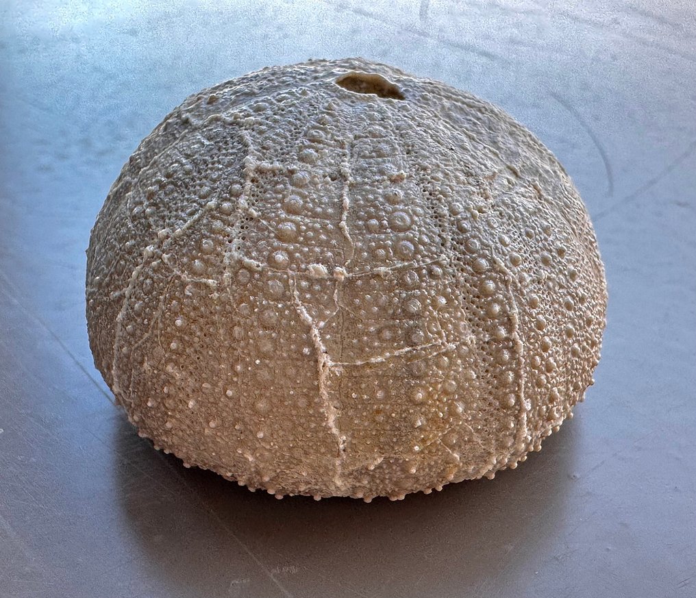 Αχινός - Απολιθωμένα τμήματα - Tetragramma M. - 30 mm - 50 mm (χωρίς τιμή ασφαλείας) #1.0