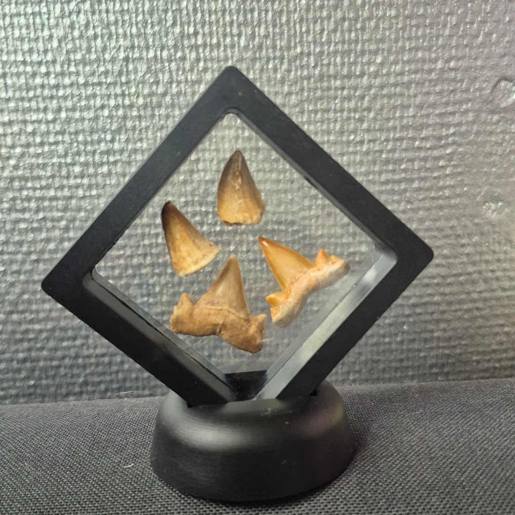 Mosasaurio Diente - Mosasaurus & Otodus Obliquus tanden - 10 cm - 10 cm - 5 cm - (4) #1.0