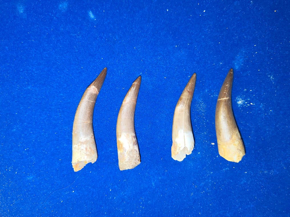 Plesiosaurier - Fossiler Zahn - dent plesiosaure #1.0