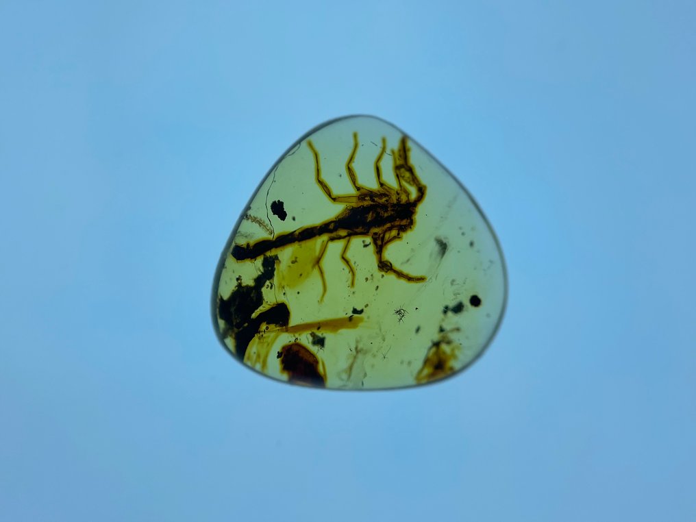 Âmbar - Âmbar - scorpion, Burmese Amber, Insect Amber (Sem preço de reserva) #2.1