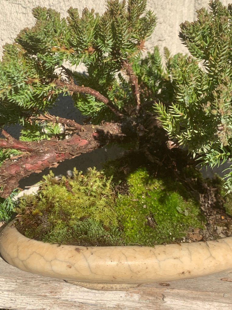 Enebærtræs bonsai (Juniperus) - Højde (Træ): 7 cm - Dybde (Træ): 34 cm - Japan #2.1