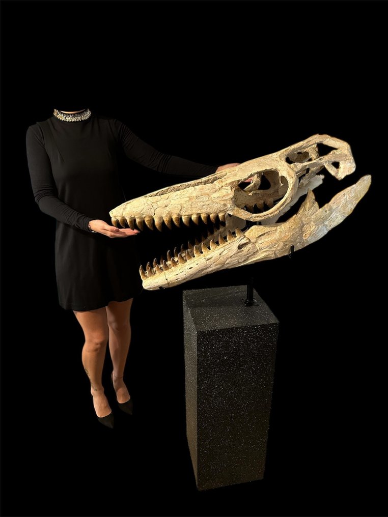 滄龍 - 頭骨化石 - Thalassotitan Atrox - 145 cm - 83 cm #1.0