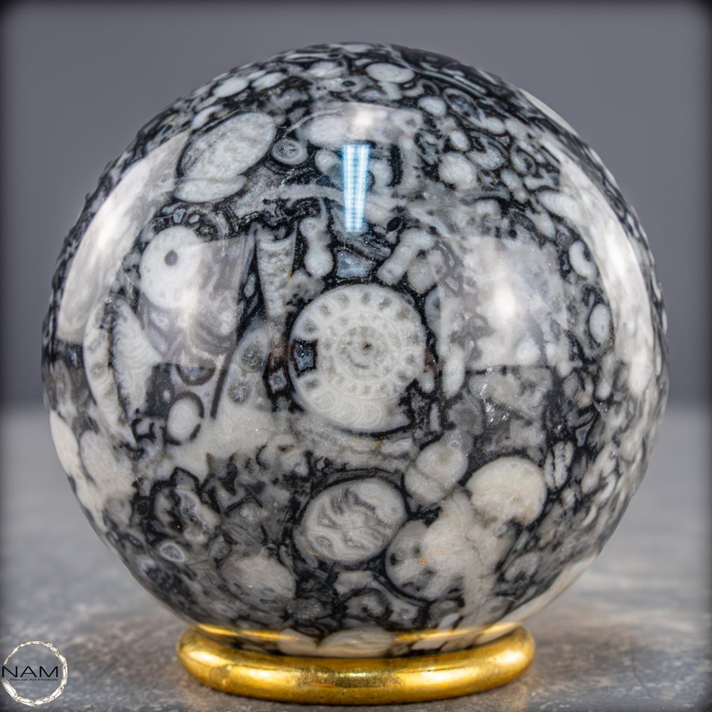 稀有天然Orthoceras球体 – Fossile优雅，黑色与白色- 547.82 g #1.0