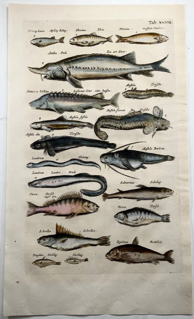 Matthäus Merian (b1593) Hand coloured folio, Sturgeon, Lamprey, Eel, Perch, Fish - 1657 #4.3