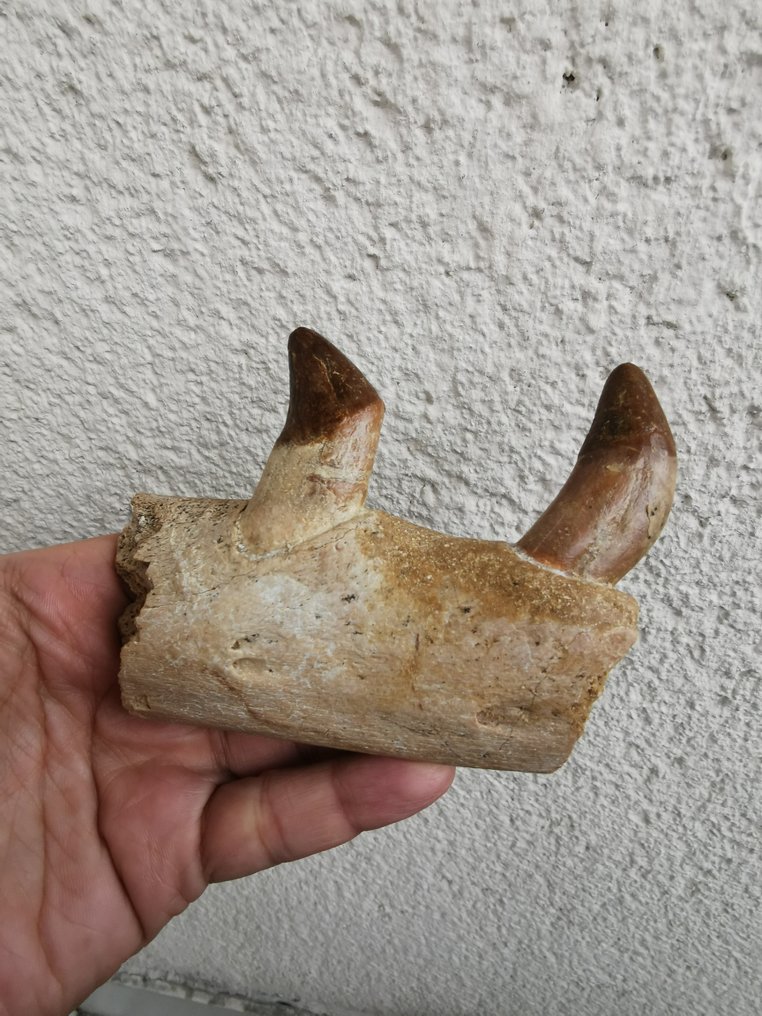 Basilosaurus - Skamieniałe kości #1.0