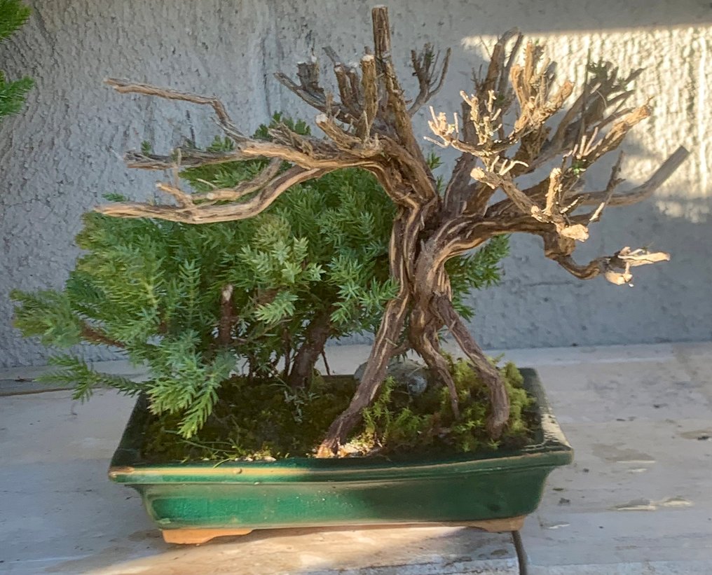 Enebærtræs bonsai (Juniperus) - Højde (Træ): 10 cm - Dybde (Træ): 18 cm - Japan - Bonsai Tanuki #2.1