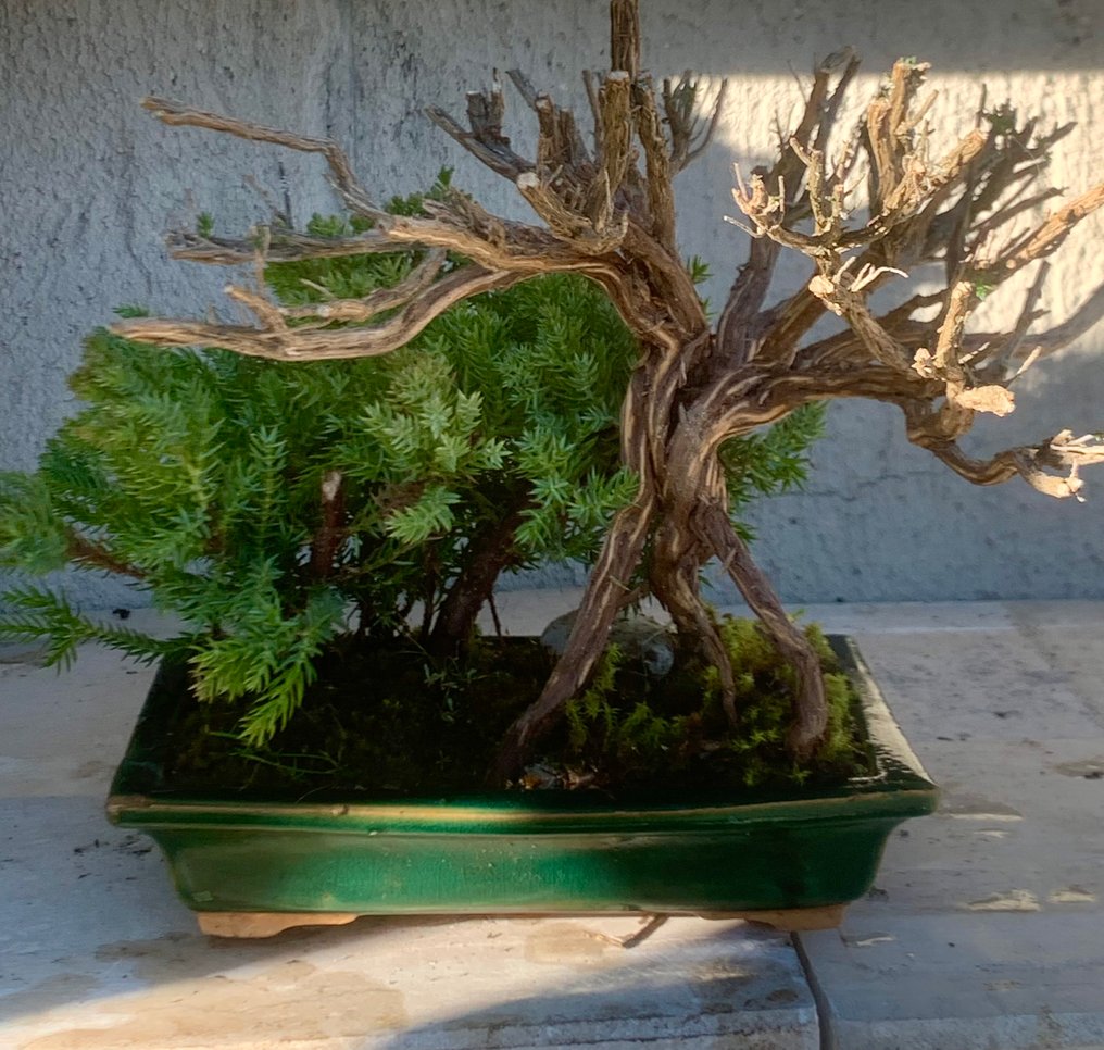 Enebærtræs bonsai (Juniperus) - Højde (Træ): 10 cm - Dybde (Træ): 18 cm - Japan - Bonsai Tanuki #1.0