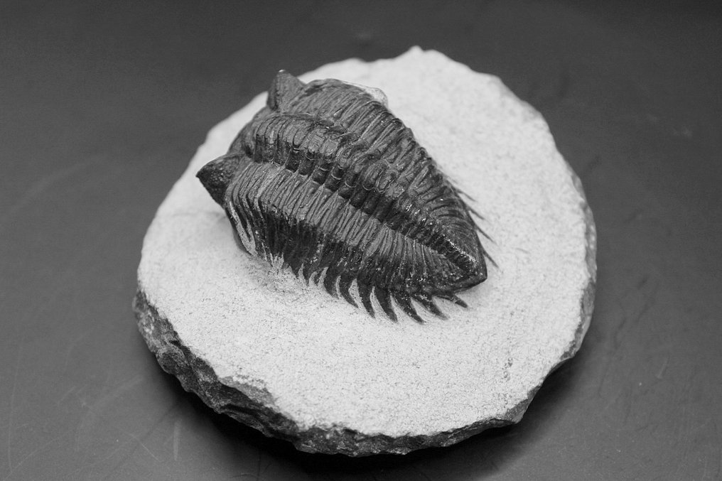 三叶虫 - 矩阵化石 - Coltraneia  (没有保留价) #1.0