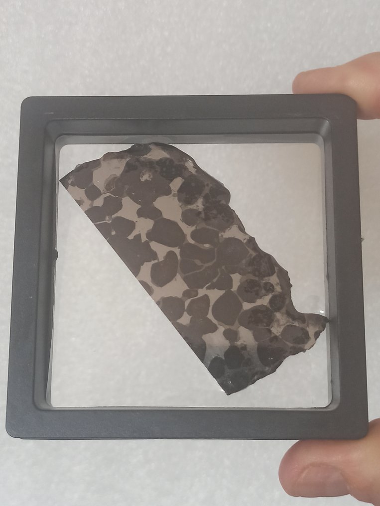 SERICHO - 巴拉石陨石 - 大抛光切片。无底价！！！ - 36.14 g #4.3