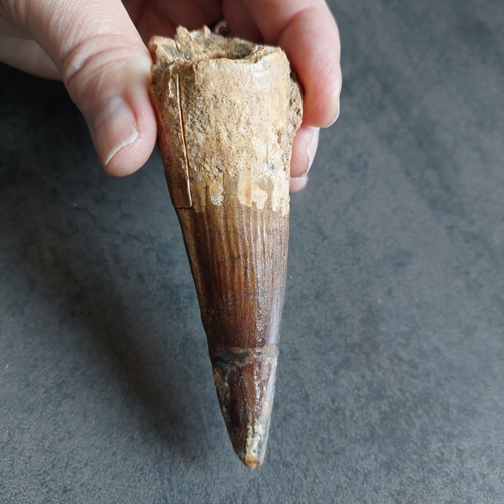 Δεινόσαυρος - Απολιθωμένο δόντι - Spinosaurus aegyptiacus - 110 mm - 35 mm #1.0