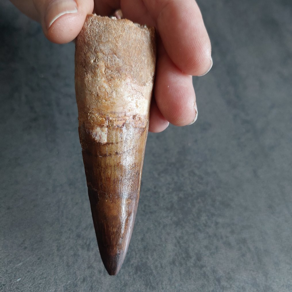 恐龙 - 牙齿化石 - Spinosaurus aegyptiacus - 98 mm - 30 mm #4.3