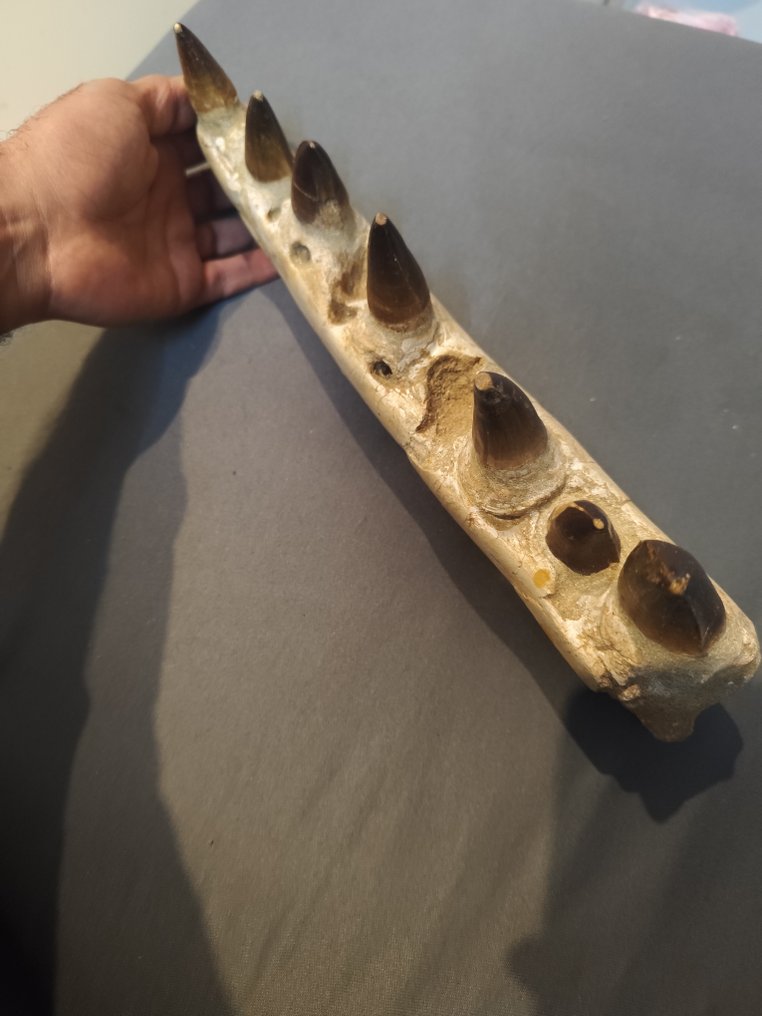 沧龙 - 牙齿化石 - 14 cm - 34 cm #2.1