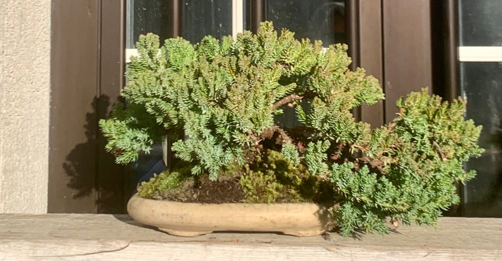 Enebærtræs bonsai (Juniperus) - Højde (Træ): 7 cm - Dybde (Træ): 34 cm - Japan #1.0