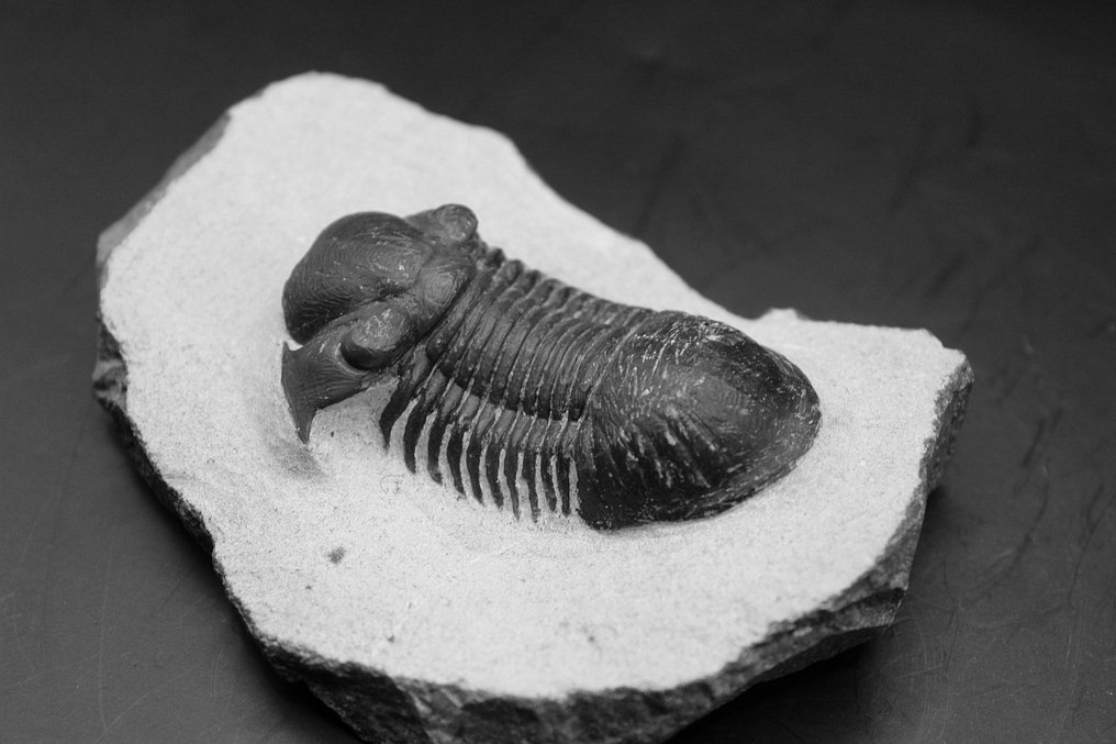 三叶虫 - 矩阵化石 - Paralejurus  (没有保留价) #1.0